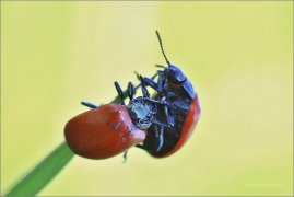 <p>MANDELINKA TOPOLOVÁ (Chrysomela populi) ----- /Chrysomela populi - Pappelblattkäfer/</p>